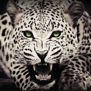 Meet your Posher, Kwisten